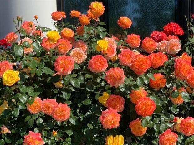 月季花如何适应不同气候条件的生长？