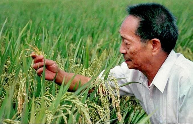 袁隆平老师的成功人生给我们的启示！