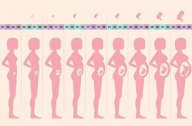 竟然还可以这么「孕」算？小技巧来了，速看