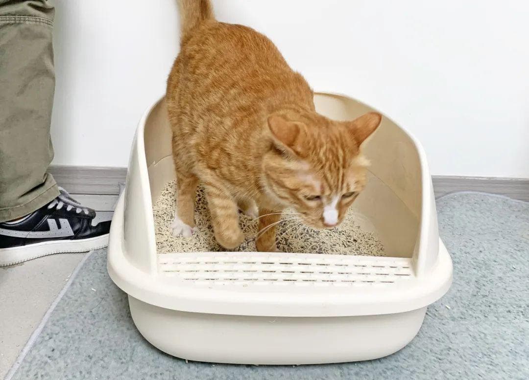 为啥猫咪总在你刚铲完屎后去上厕所？
