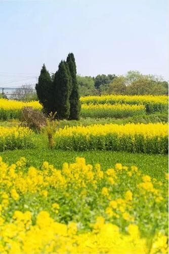 探究"奶香馒头"的历史渊源与文化意义