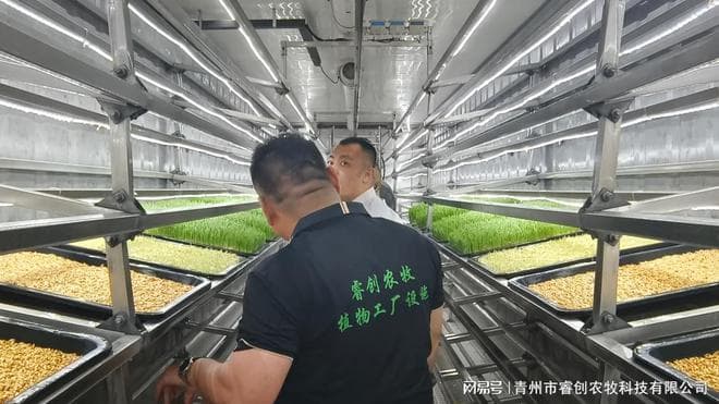 绿色变革：水培牧草引领牛羊饲养新风尚