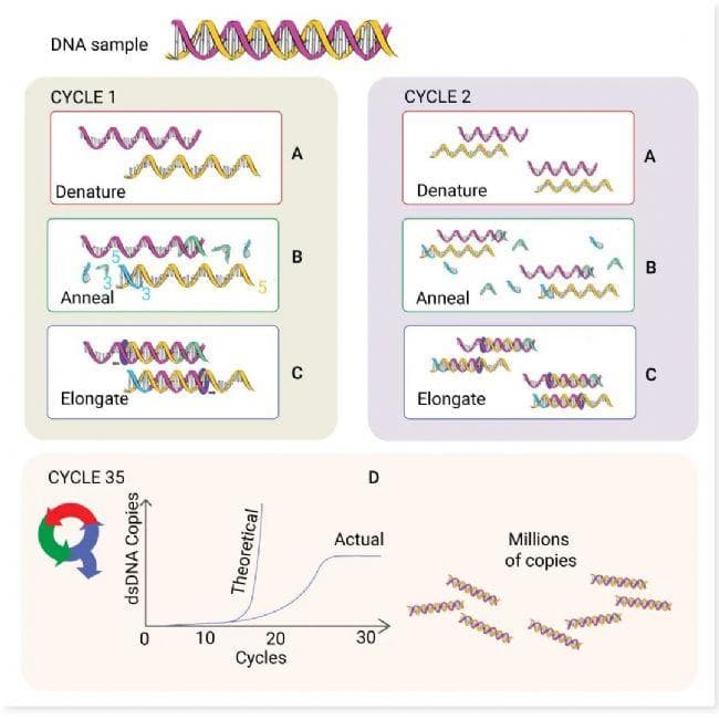 PCR、qPCR和RT-PCR的特点、操作步骤及常见问题的原因