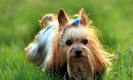 约克夏和泰迪哪个好？全面对比两种宠物犬的特点与饲养建议