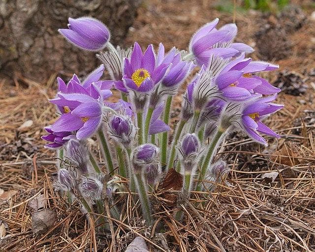 白头翁（Pulsatilla patens）：春天的早期使者