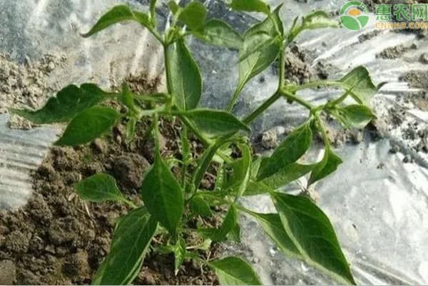 蔬菜育苗时间表：12个月份的种植指南