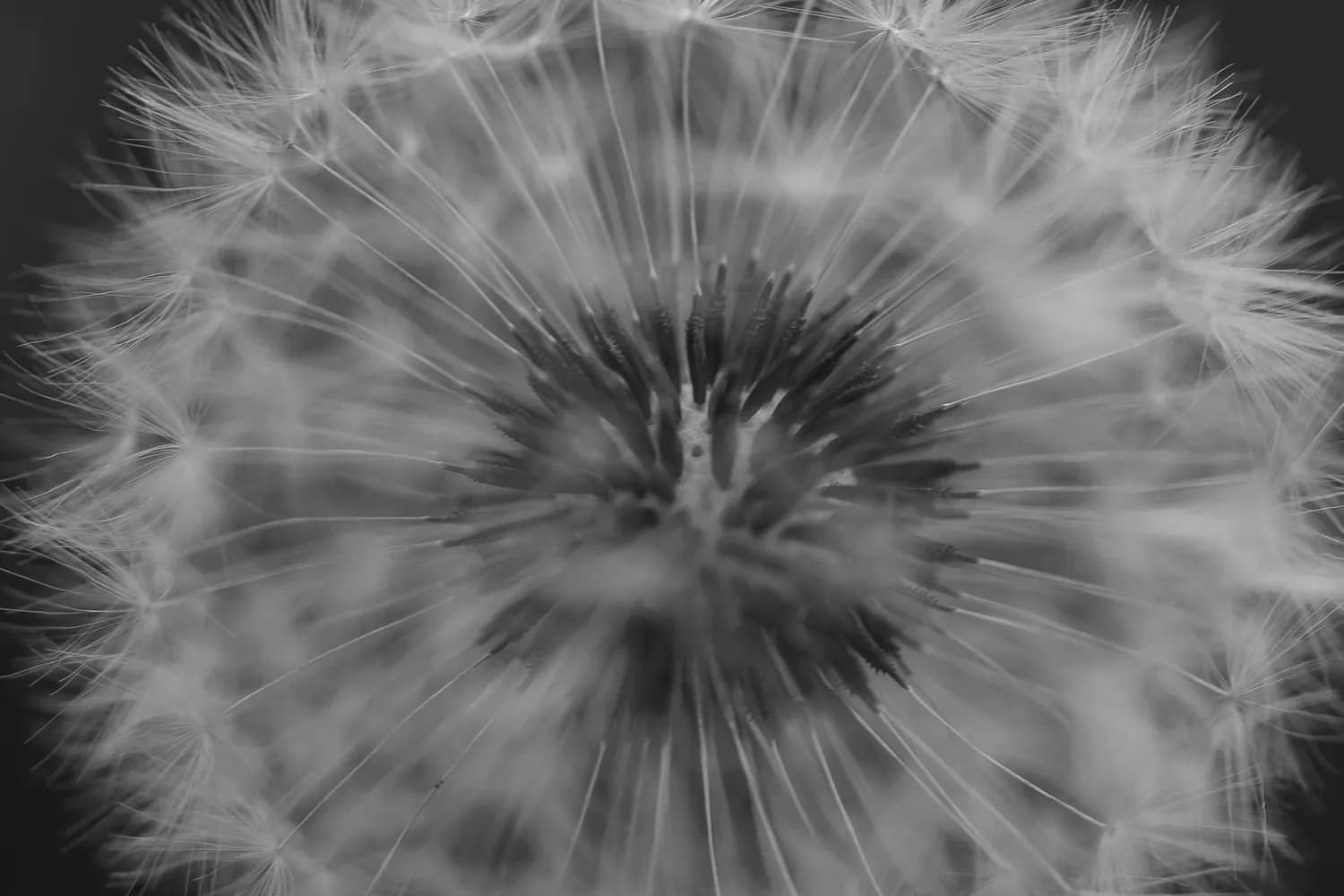 蒲公英种子的“飞行神器”：揭秘冠毛的精妙结构与科学奥秘