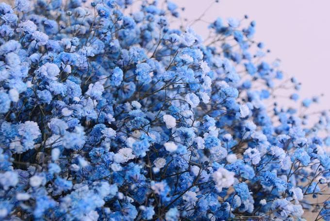 满天星的花语、形态特征及养护方法
