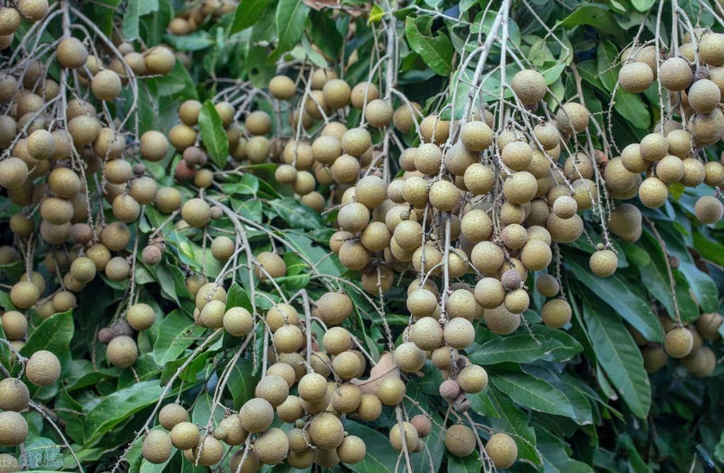龙眼病虫害防治技术指南：生物、物理、化学防治方法详解