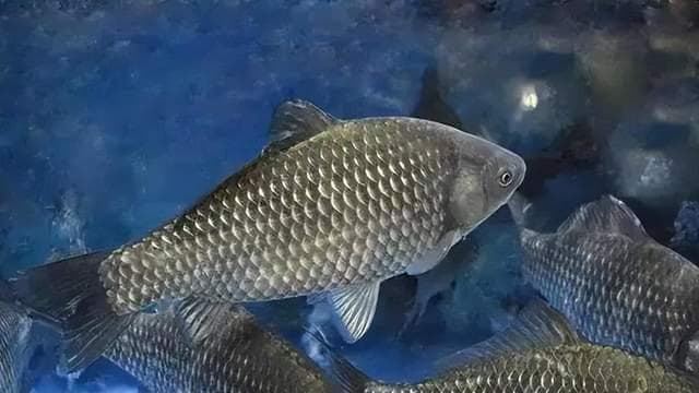 水霉病防治新方案：碘制剂效果优于高锰酸钾