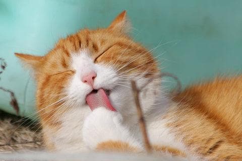 如何照顾患癌症的猫咪？这份完整指南，教会你一切关于猫咪癌症的信息！