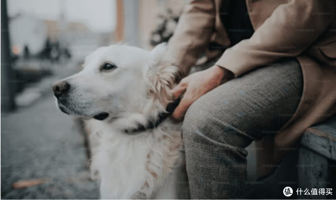 导盲犬的沉默之谜：为什么它们是“无声的守护者”？