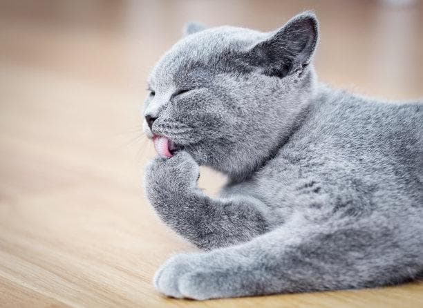 解读苏格兰折耳猫：从起源、特征到养护