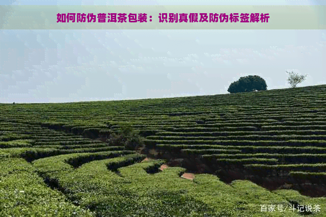 如何防伪普洱茶包装：识别真假及防伪标签解析