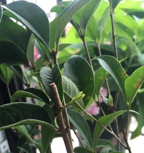 揭秘桂花生长环境及特点（桂花的生态适应性和经济价值）