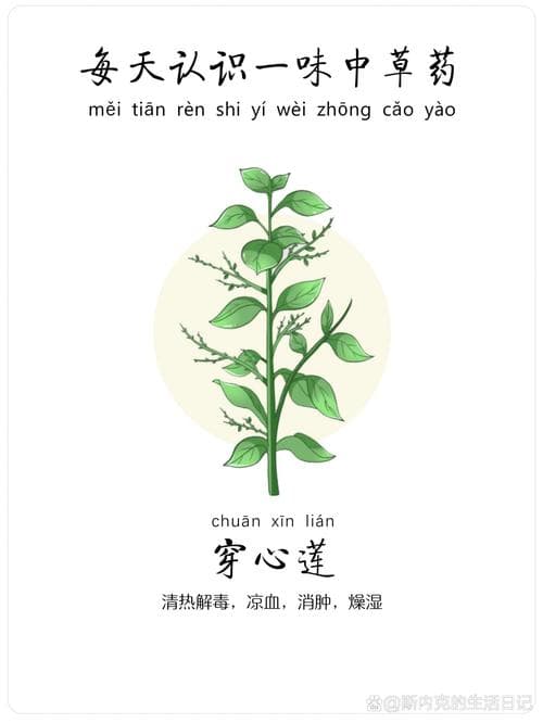 穿心莲，古老植物的神奇功效