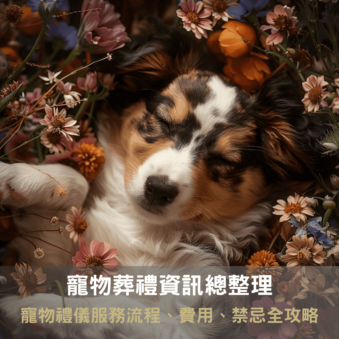 宠物殡葬完全指南：流程、费用及注意事项