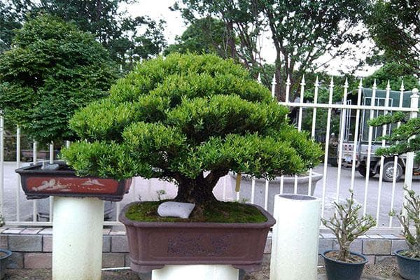 雀舌黄杨怎么栽培？需要注意的方法有哪些？