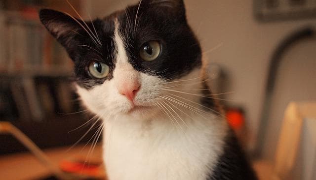 猫咪肚子里有毛球吐不出？兽医推荐的5个实用方法
