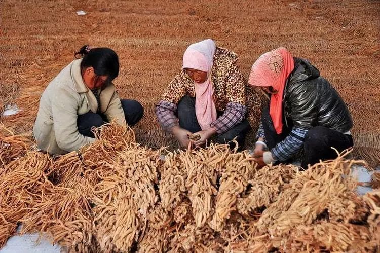 党参种植技术与栽培管理
