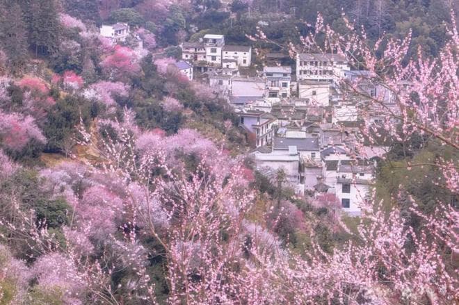 隐匿于尘世的安徽卖花渔村：梅花秘境的静谧之美
