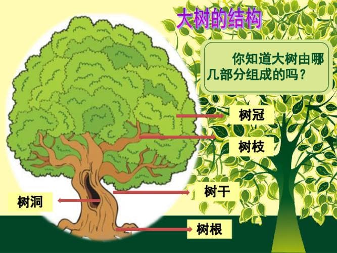 如何观察大树：从树冠到树根的完整指南