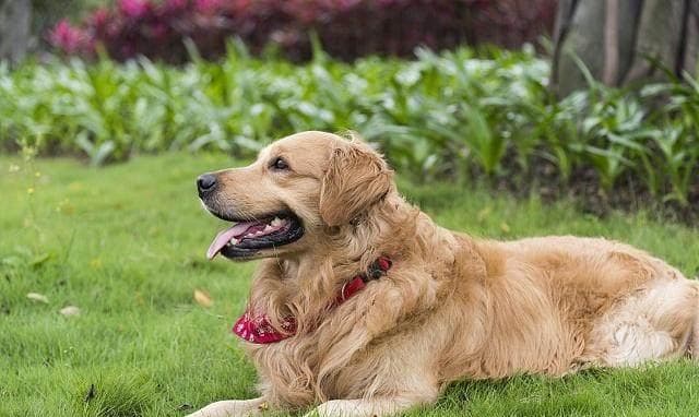 犬类攻击性：解开误解，了解狗狗的行为