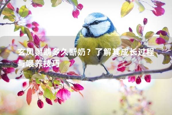 玄凤鹦鹉多久断奶？了解其成长过程与喂养技巧