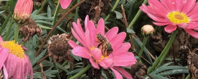 马蜂和蜜蜂的区别有哪些