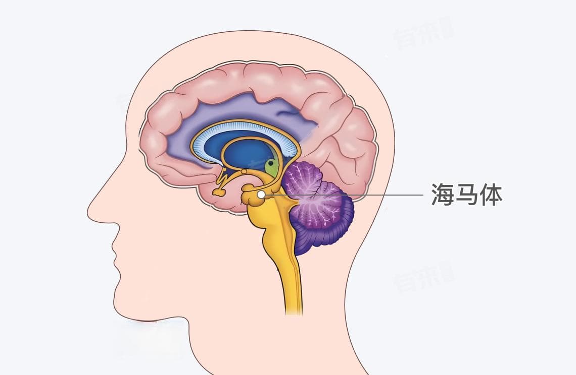 海马体在大脑什么位置