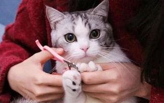 宠物猫指甲，每月修剪一次，小心操作防伤。