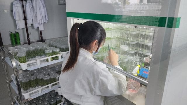 曲靖宣威：1亿粒马铃薯原原种的诞生地