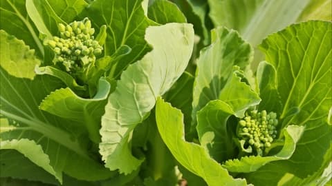 菜花是感光食物吗？答案令人惊喜