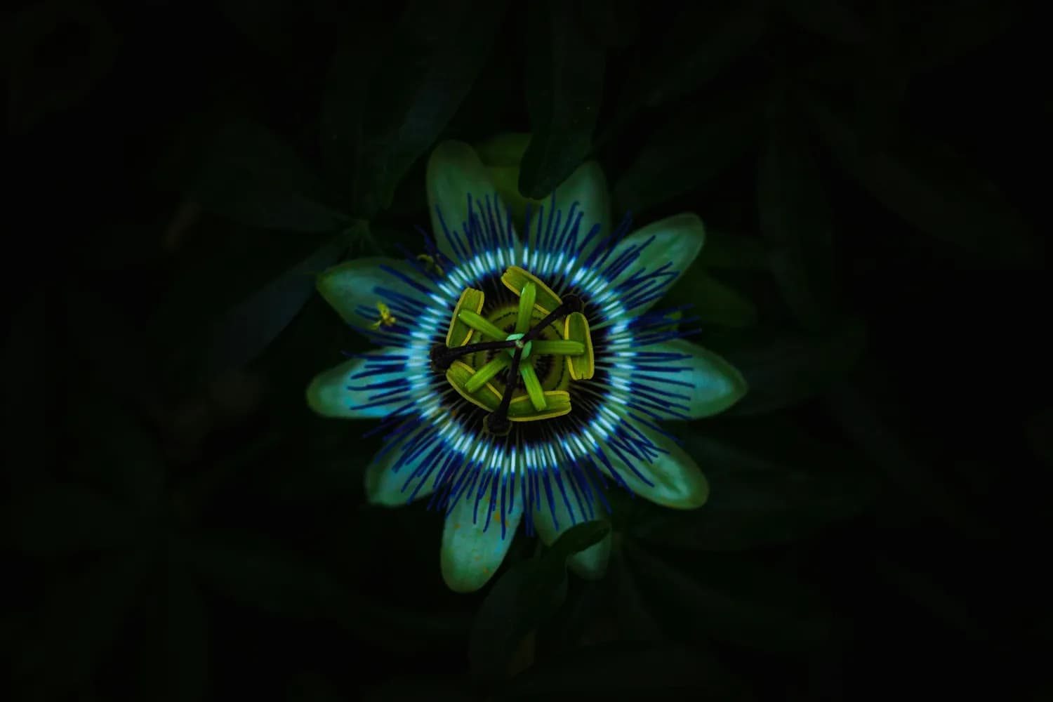 《植物大战僵尸3》新作上线，新植物亮相！