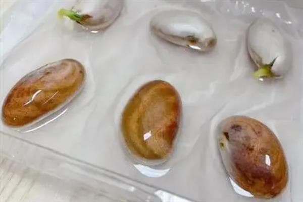 菠萝蜜核水培指南：从选材到养护的完整教程