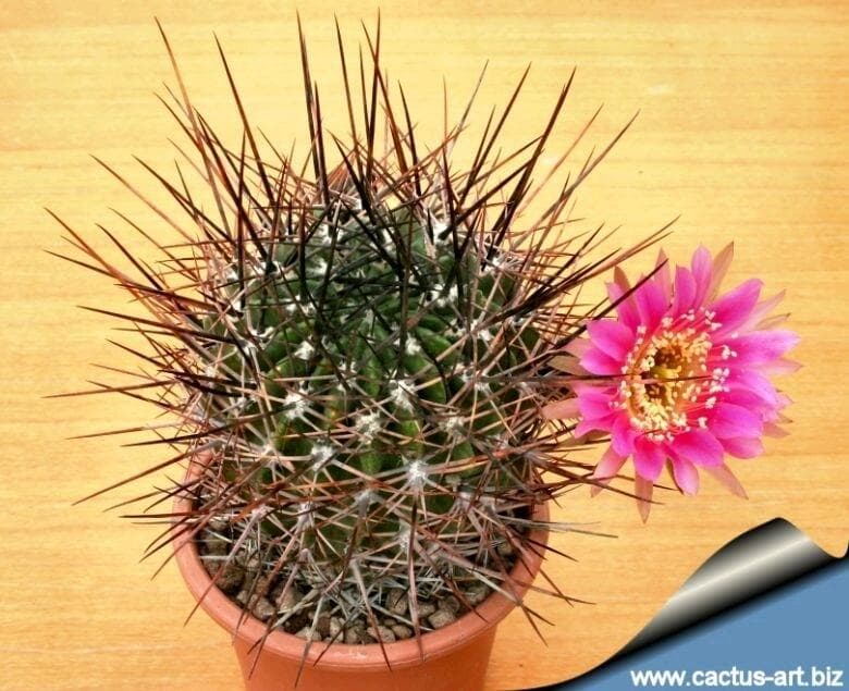 球如其名的仙人球属狂风丸Echinopsis ferox
