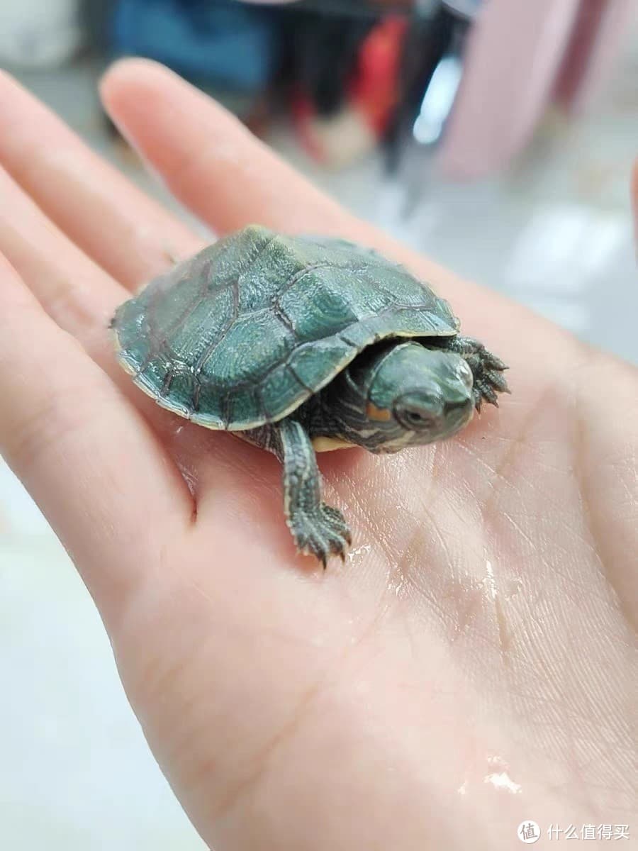 乌龟：一种值得人类珍惜和保护的动物