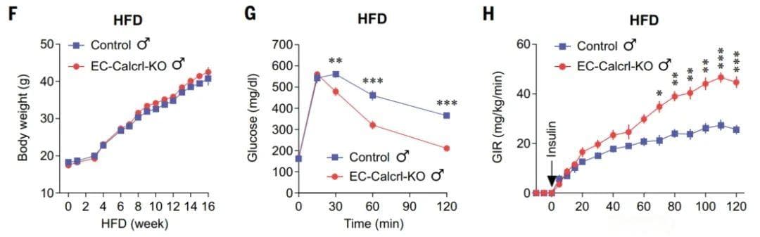 《科学》：糖尿病底层机制新知！胰岛素抵抗起源早在血管就有端倪