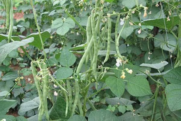 芸豆种植技术指南：土壤、施肥、病虫害防治详解