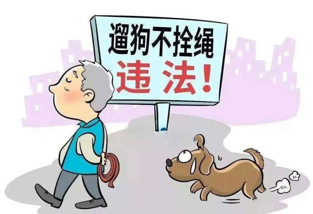 狗狗的安全绳，文明的连接线