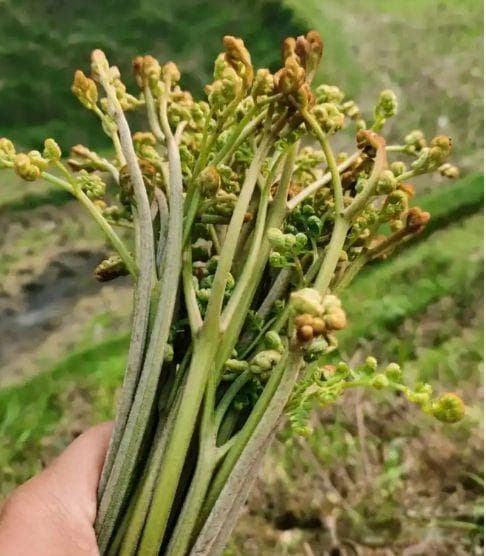网传三种“致癌蔬菜”真相：适量食用无须过度担忧