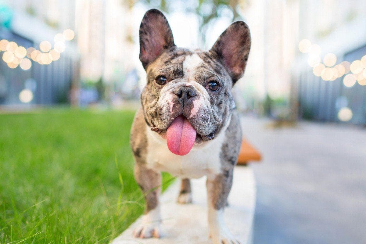 犬咽炎：症状、原因、诊断与治疗全解析