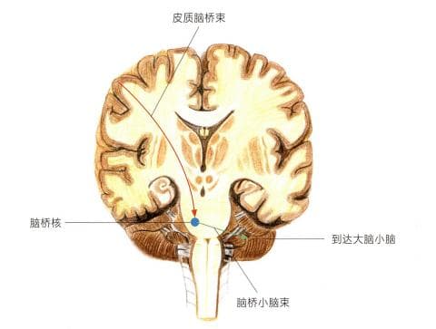 小脑的定位诊断：部分解剖基础