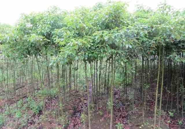 小叶樟：一种具有多重价值的南方常绿乔木
