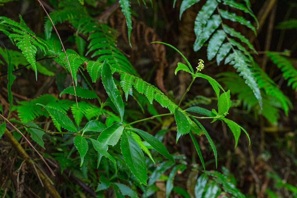 红果金粟兰：一种具有药用价值的台湾特有植物
