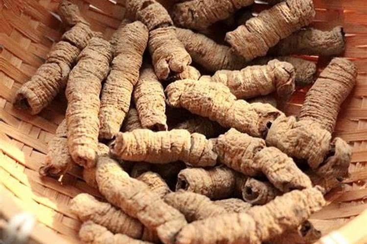 巴戟天怎么种？药材巴戟天高产种植技术