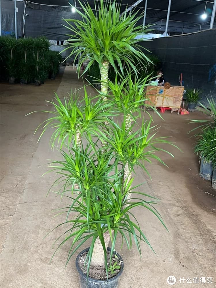 四种适合室内养殖的植物：好看又好养活