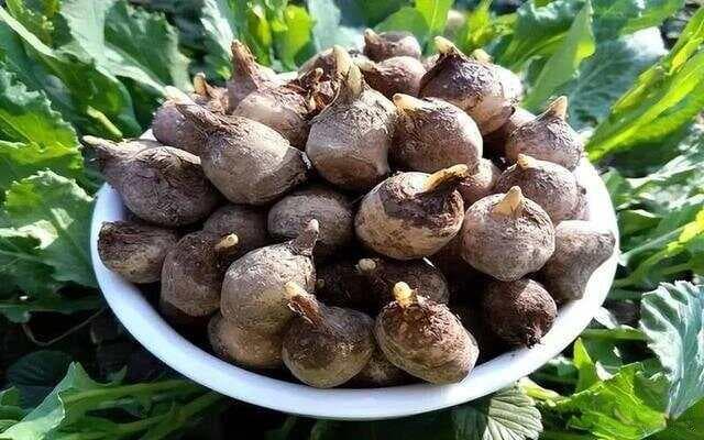 舌有齿痕，全身皆堵，半夏泻心汤，消齿痕，化痰阻，或通全身？