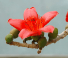 木棉花的花语