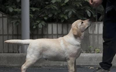 拉布拉多幼犬的尾巴应该是什么样子(图片)